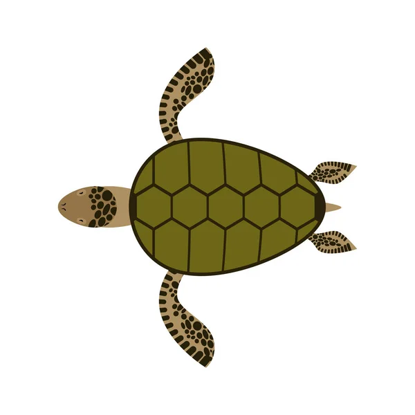Tengeri teknős elszigetelt. Vízi hüllő, fehér háttér — Stock Vector