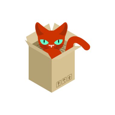 Kedi izole kutusunda. Karton kutunun içinde evde beslenen hayvan. vektör çizim