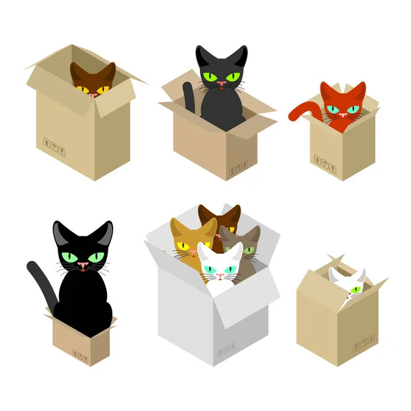 Katt i boxen. PET i kartong. vektorillustration — Stock vektor