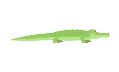 Timsah. Timsah izole. Yırtıcı hayvan. Vektör illustrat