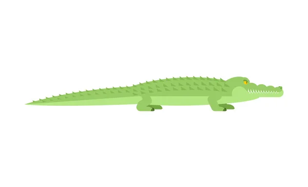 Krokodýl. Aligátor, samostatný. Predátor zvíře. Vektor illustrat — Stockový vektor