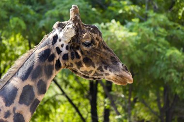 Giraffe head in green trees