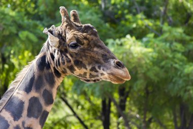 Giraffe head in green trees