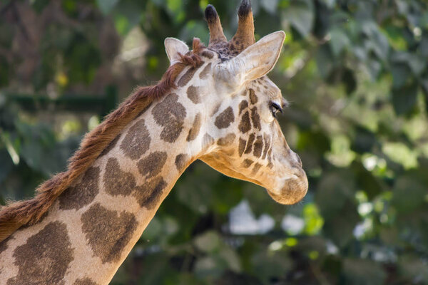 Giraffe head in green trees