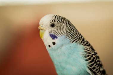 Yakın plan yerel muhabbet kuşu.