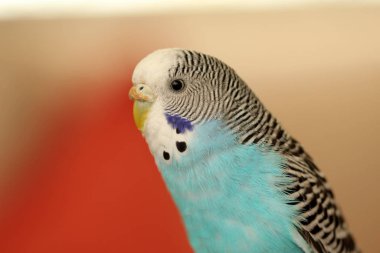 close-up domestic budgie clipart