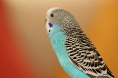 Yakın plan yerel muhabbet kuşu.