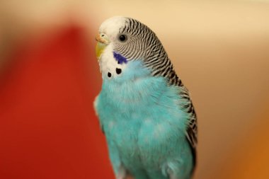 Yakın plan yerel muhabbet kuşu.