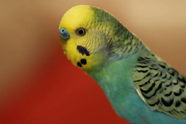 Wellensittich Aus Nächster Nähe — Stockfoto