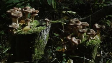 moss, mantar ormandaki orman mantar 