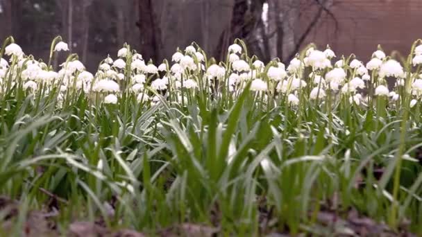 Γκρο Πλαν Όμορφο Κήπο Φυτού Galanthus Nivalis Ultrahd Πλάνα Λευκό — Αρχείο Βίντεο