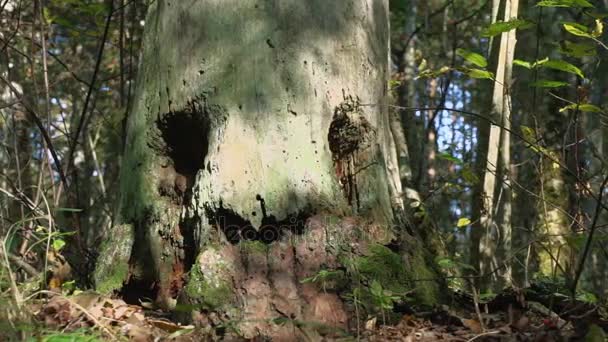 Espírito Floresta Árvore Mágica Espírito Gentil Floresta Selvagem — Vídeo de Stock