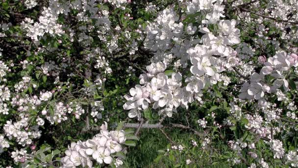 淡い風が吹く春に リンゴの木の開花枝 美しい白い花でリンゴを咲かせます 太陽の庭の春に咲くリンゴの木の枝 — ストック動画