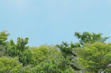 Closeup yeşil ağaç bahçe güzel açık mavi gökyüzü arka plan kopya alanı ile