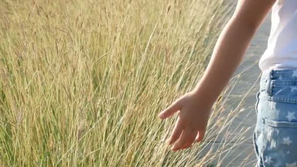 Ręka Dziewczyna Dotykając Pszenicy Polu Ziemi Trawy — Wideo stockowe