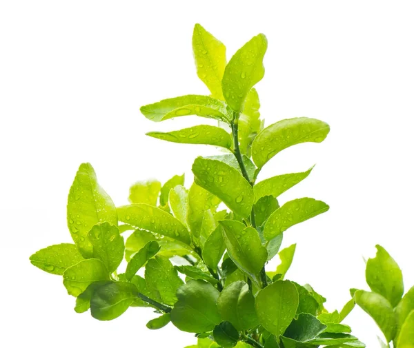 Folha de bergamota verde com gotas de água em backgr branco isolado — Fotografia de Stock