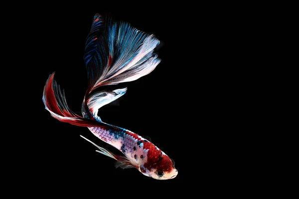 Fighting fish isolated on black background — Stock Photo, Image