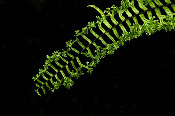 在黑色背景上隔绝的绿色蕨类叶子 — 图库照片
