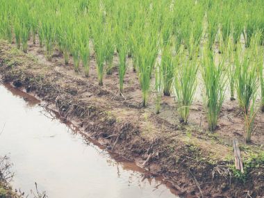 Yeşil pirinç alan bitki kanal suya yakın