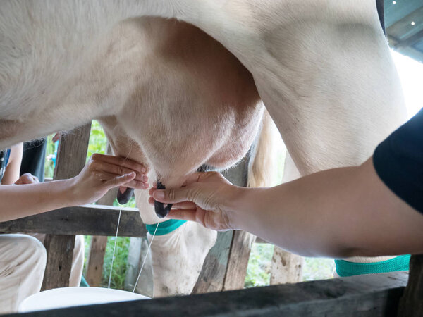 Milking Cow, worker manual expression of milk