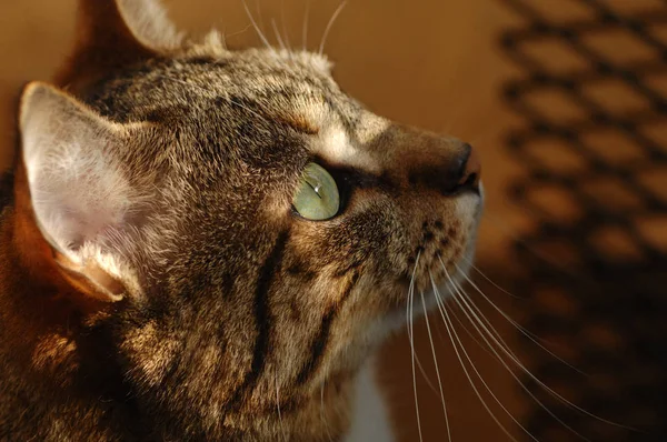 Yeşil gözlü çizgili kedi