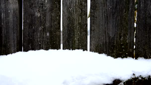 Los Grandes Copos Nieve Caen Lentamente — Vídeos de Stock