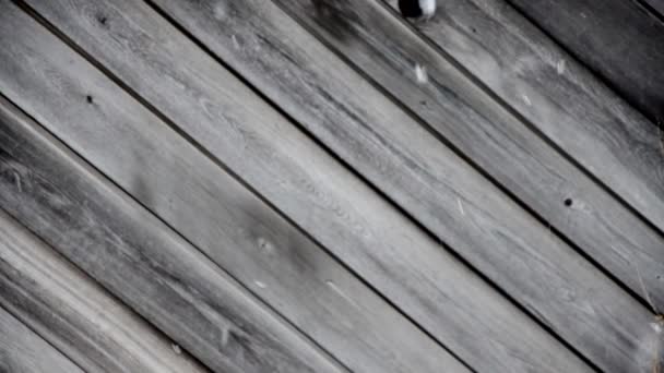 Grandes Flocos Neve Cair Lentamente — Vídeo de Stock