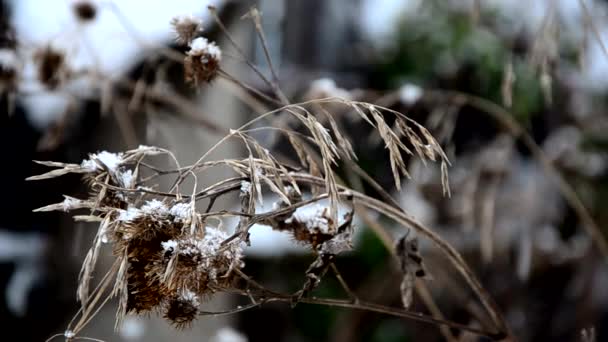 Gros Flocons Neige Tombent Lentement — Video