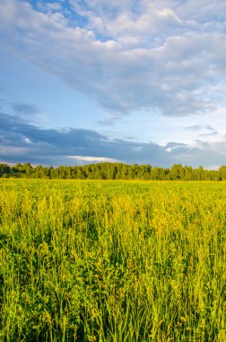 Yeşil bir açıklıkta mavi bulutlar. Yeşil çimlerde fırtına bulutları.