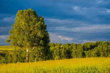 Yeşil bir açıklıkta mavi bulutlar. Yeşil çimlerde fırtına bulutları.