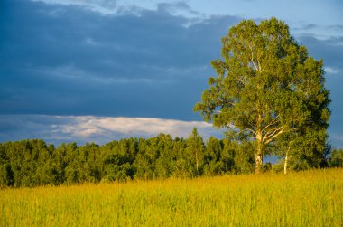 Yeşil bir açıklıkta mavi bulutlar. Yeşil çimlerde fırtına bulutları.