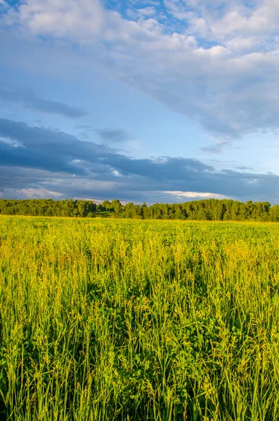 Yeşil bir açıklıkta mavi bulutlar. Yeşil çimlerde fırtına bulutları.