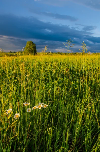 Blue Clouds Green Glade Storm Clouds Green Lawn — Stock Photo, Image