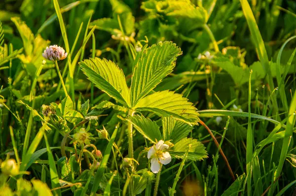 Zielonym Trawniku Wczesnym Mglistym Rankiem Rosa Bujnej Zielonej Trawie Letni — Zdjęcie stockowe