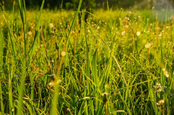 清晨雾蒙蒙的清晨 在绿茵的草坪上 夏日雾蒙蒙的早晨 绿草上的露珠 阳光洒落在潮湿的草地和花朵上 夏日雾蒙蒙的早晨 草地上的露珠 — 图库照片
