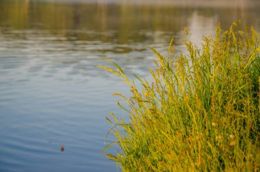 Sabahın erken saatlerinde yeşil bir çimenlikte. Sabahki çiğ taneleri. Güneşin ışınları ıslak çimenlere ve çiçeklere düşer. Çimenler doğrudan suyun dışında yetişir. .