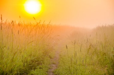 kalın sabah sis yaz ormandaki.