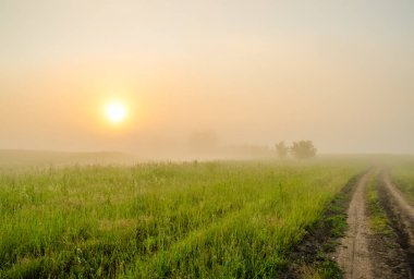 kalın sabah sis yaz ormandaki.