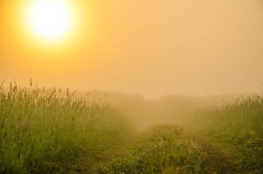 kalın sabah sis yaz ormandaki.