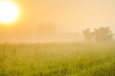 kalın sabah sis yaz ormandaki.