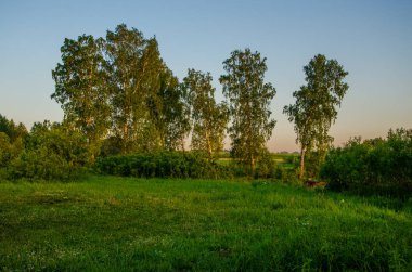 kalın sabah sis yaz ormandaki
