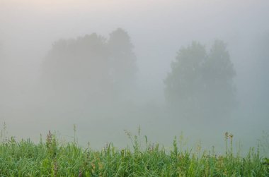 kalın sabah sis yaz ormandaki