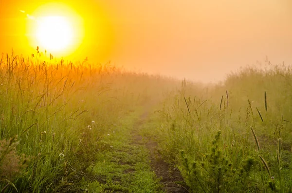 kalın sabah sis yaz ormandaki.