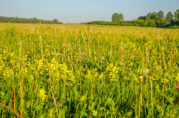 kalın sabah sis yaz ormandaki