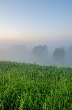 kalın sabah sis yaz ormandaki