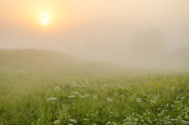 kalın sabah sis yaz ormandaki