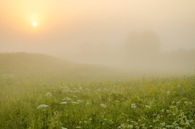 kalın sabah sis yaz ormandaki