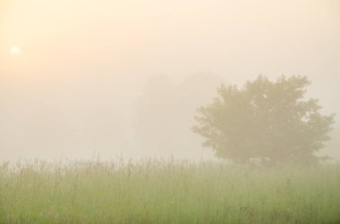kalın sabah sis yaz ormandaki