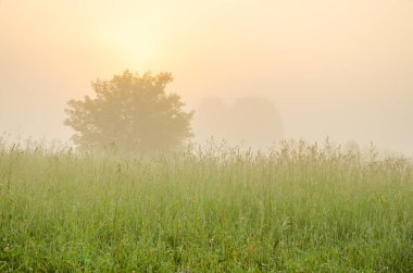 kalın sabah sis yaz ormandaki