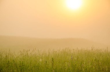 kalın sabah sis yaz ormandaki